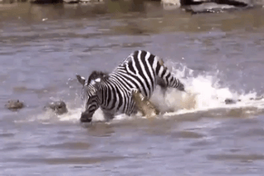 Ngựa vằn cắn thẳng vào mõm cá sấu để trốn thoát