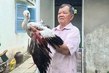 Ông lão 80 tuổi kêu cứu khi vườn chim trời bị săn bắn bất kể ngày đêm
