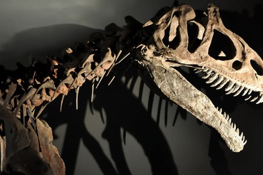 Đã khám phá ra bí mật lâu đời về loài khủng long