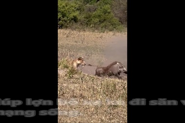 Lợn bướu xoay xở tài tình tránh trở thành con mồi của sư tử