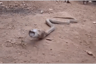 Sốc cảnh hổ mang chúa quằn quại nôn ra… chai nhựa