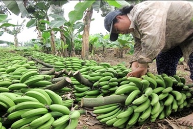Theo "người điên" trồng chuối, cả làng giàu to