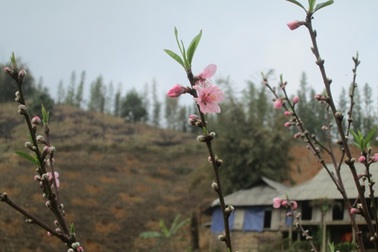 Đào rừng nở rực trời Cao Sơn