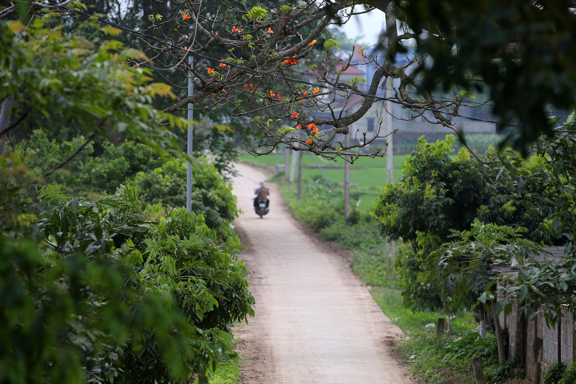 Đẹp nao lòng hoa gạo nở đỏ rực góc trời Thủ đô - 6 Đẹp nao lòng hoa gạo nở đỏ rực góc trời Thủ đô - 6
