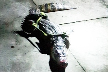 Bắt được cá sấu dài 1m trong vuông tôm