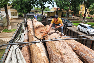 Khởi tố loạt đối tượng vận chuyển gỗ lậu ở vùng biên