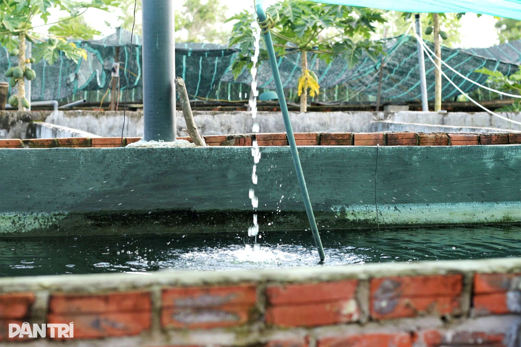 Nuôi con trên bờ kết hợp con dưới nước, lão nông thu lãi cao - 1 Nuôi con trên bờ kết hợp con dưới nước, lão nông thu lãi cao - 1