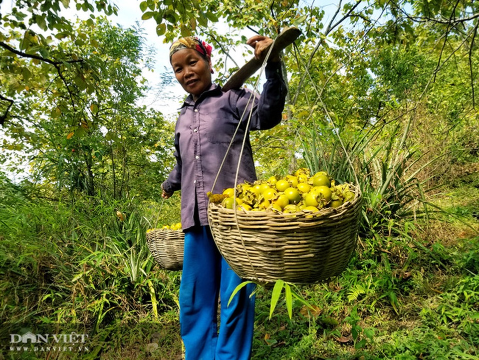 Lạng Sơn: Vùng đất có hồng vành khuyên, loại quả tên nghe như chim vị ngon tuyệt phẩm - 8