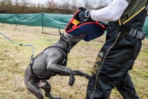 Chó Pitbull không bị cấm ở Việt Nam, nếu bị tấn công thì tự vệ thế nào?