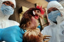 Nam sinh viên ở Nha Trang nhiễm loại bệnh dịch nguy hiểm