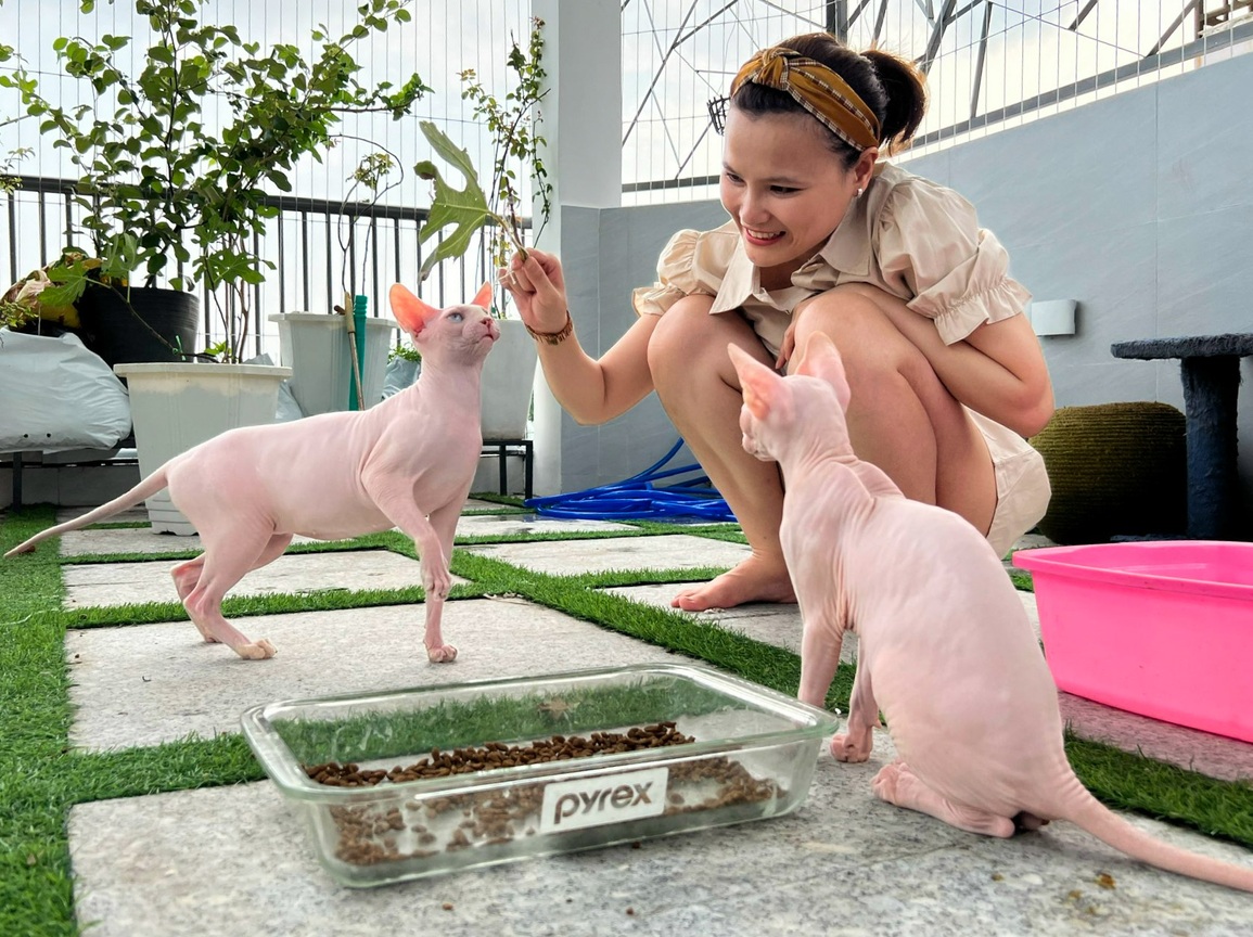 Cô gái chi 10 triệu đồng mỗi tháng nuôi đàn mèo trần trụi nhất thế giới - 1 Cô gái chi 10 triệu đồng mỗi tháng nuôi đàn mèo trần trụi nhất thế giới - 1
