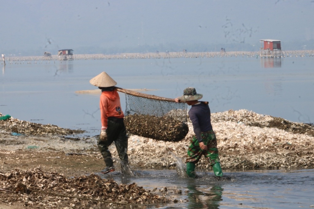 Nuôi hàu ở “tuyệt tình cốc” xứ Huế - 2