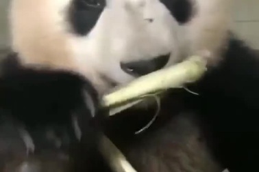 Đoạn clip bữa ăn ngon lành của gấu trúc gây sốt mạng xã hội