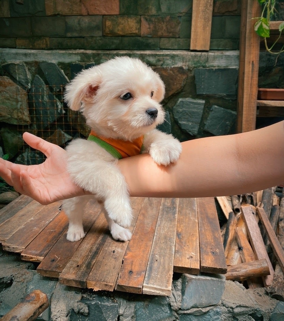 Quán cà phê chữa lành tâm hồn ở Đà Nẵng, khách trả tiền theo sự hài lòng - 9 Quán cà phê chữa lành tâm hồn ở Đà Nẵng, khách trả tiền theo sự hài lòng - 9