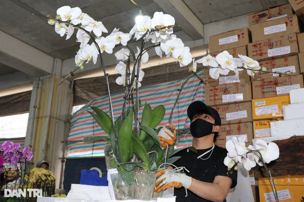 Đếm cành thu tiền, thợ cắm hoa lan kiếm 5-7 triệu đồng mỗi ngày - 6 Đếm cành thu tiền, thợ cắm hoa lan kiếm 5-7 triệu đồng mỗi ngày - 6