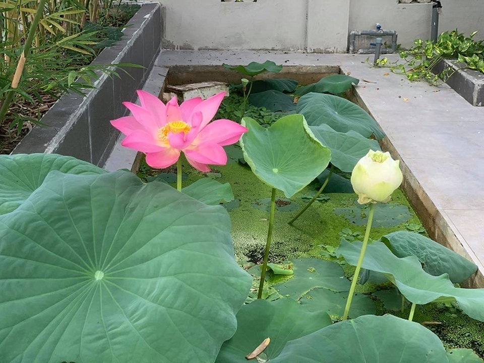 Nhà vườn tuyệt đẹp của chàng trai 25 tuổi bỏ phố, về quê - 7 Nhà vườn tuyệt đẹp của chàng trai 25 tuổi bỏ phố, về quê - 7