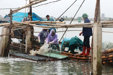 Ngư dân Nam Định thu tiền triệu nhờ đánh bắt sứa biển