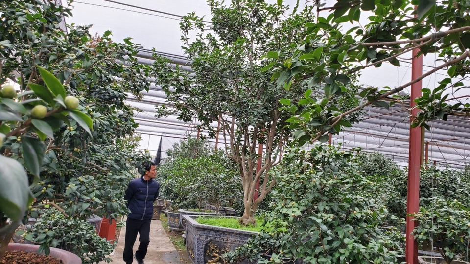 Trồng loại cây khó tính, nông dân thu trăm triệu mỗi năm - 7 Trồng loại cây khó tính, nông dân thu trăm triệu mỗi năm - 7