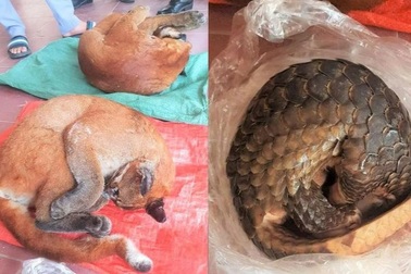 Bắt giữ người phụ nữ vận chuyển trái phép tê tê và beo lửa