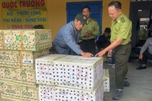 Giải cứu gần 1.000 con chim chào mào bị nhốt trong thùng giấy