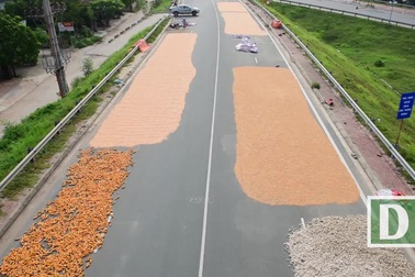 Người dân phơi thóc chiếm gần hết đoạn đường ở Hà Nội