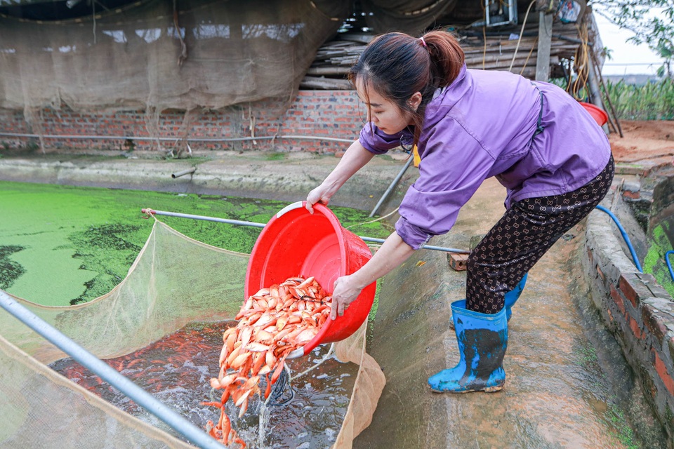 Ảnh hưởng dịch Covid-19, người dân làng nuôi cá chép lo lắng - 8 Ảnh hưởng dịch Covid-19, người dân làng nuôi cá chép lo lắng - 8