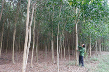 Quảng Bình nhận hơn 82 tỷ đồng từ bán tín chỉ carbon