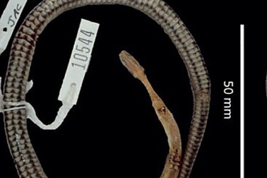 Phát hiện loài rắn mới ... bên trong “dạ dày” một con rắn khác