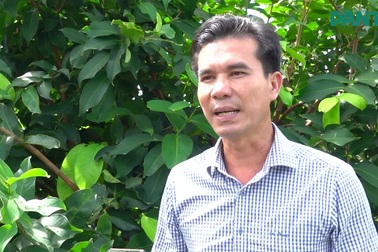 Trồng mận sạch bán 230.000 đồng/kg