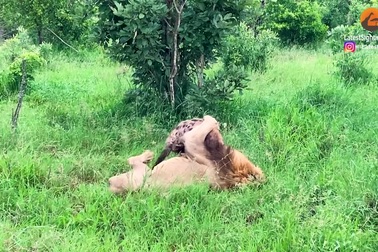 Bị sư tử ngoạm dính ở cổ, linh cẩu vẫn thoát chết trong gang tấc