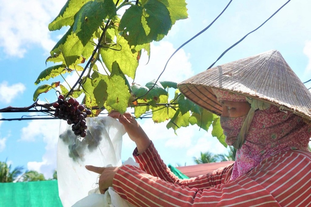 Sống khỏe nhờ táo bạo trồng nho trên đất nhiễm mặn - 1 Sống khỏe nhờ táo bạo trồng nho trên đất nhiễm mặn - 1