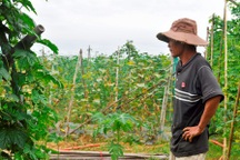 Xót xa vì giá rau "rẻ như cho", dưa leo 1.000 đồng/kg