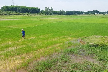 Dự án giết mổ gia súc “tháo chạy” khỏi địa phương nơi dân phản kịch liệt phản đối