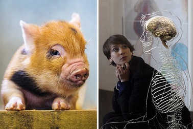 Não lợn sống hai ngày ngoài cơ thể, tiếp đến là não người?