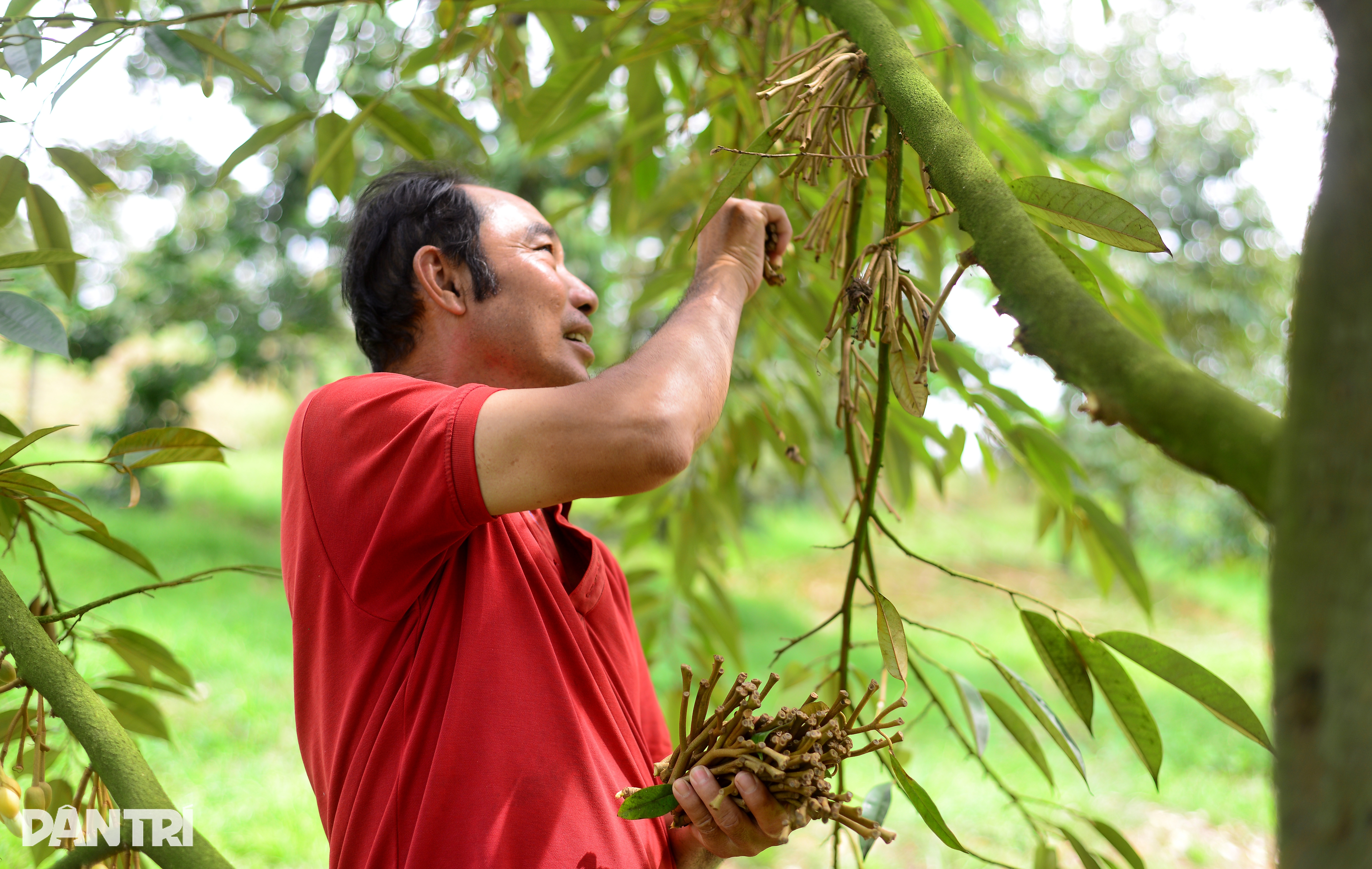 Miliardový strom po dešti masivně shazuje mladé plody, farmáři se obávají - 1 Cây tỷ đô ồ ạt rụng trái non sau mưa, nông dân lo lắng - 1