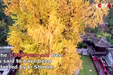 Cổ thụ hơn 1.400 năm "nhuộm vàng rực" sân chùa, thu hút 70.000 khách/ngày