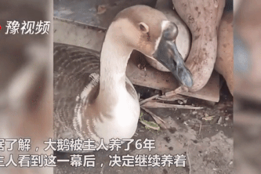 Ngỗng chảy hai hàng nước mắt khi sắp bị chủ giết thịt