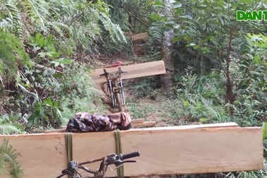 Lâm tặc "xẻ thịt" rừng xanh, gỗ lậu ùn ùn vận chuyển xuống núi