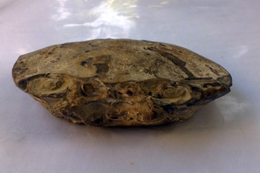 Thú vị phát hiện cua núi hóa thạch