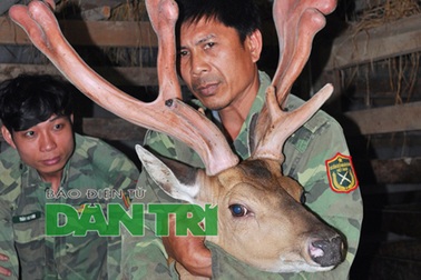 Cận cảnh cặp nhung “siêu khủng” vừa được xác lập tại Hà Tĩnh