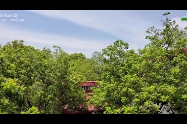 Vui buồn nghề kiếm bạc triệu từ thứ quả “xanh chua, chín ngọt”