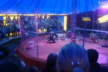 Hãi hùng video sư tử vồ người huấn luyện giữa rạp xiếc Nga