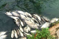 Cá chết trắng trên kênh Bưng Cải