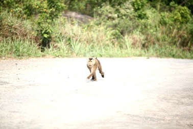 Ly kỳ cuộc vây bắt con khỉ tấn công du khách