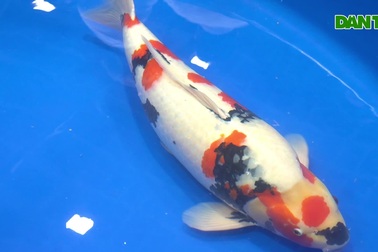 Ngắm cá koi thi "hoa hậu" ở TPHCM