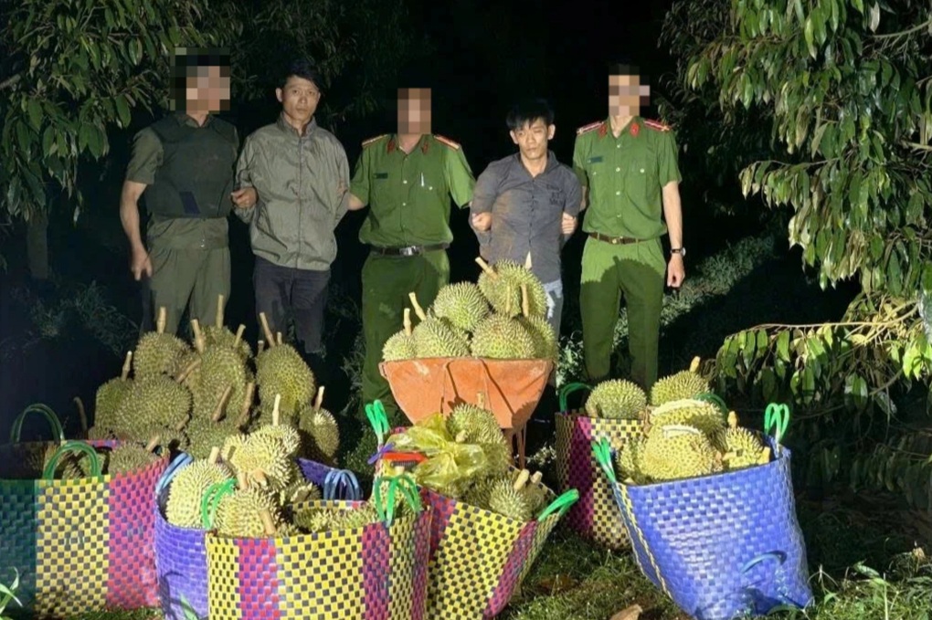 Lái ô tô 7 chỗ đi trộm nửa tấn sầu riêng - 1 Lái ô tô 7 chỗ đi trộm nửa tấn sầu riêng - 1