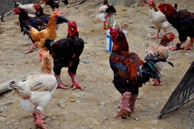 Tiềm năng từ giống “gà tiến vua” Đông Tảo