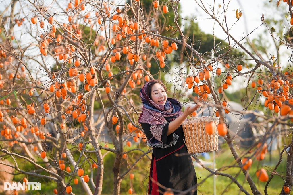 Vườn hồng lúc lỉu, chín rực như Mộc Châu thu nhỏ tại Hà Nội hút khách - 1 Vườn hồng lúc lỉu, chín rực như Mộc Châu thu nhỏ tại Hà Nội hút khách - 1