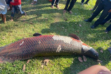 Người dân hiếu kỳ vây quanh xác cá rồng chết bất thường cạnh đền Angkor Wat