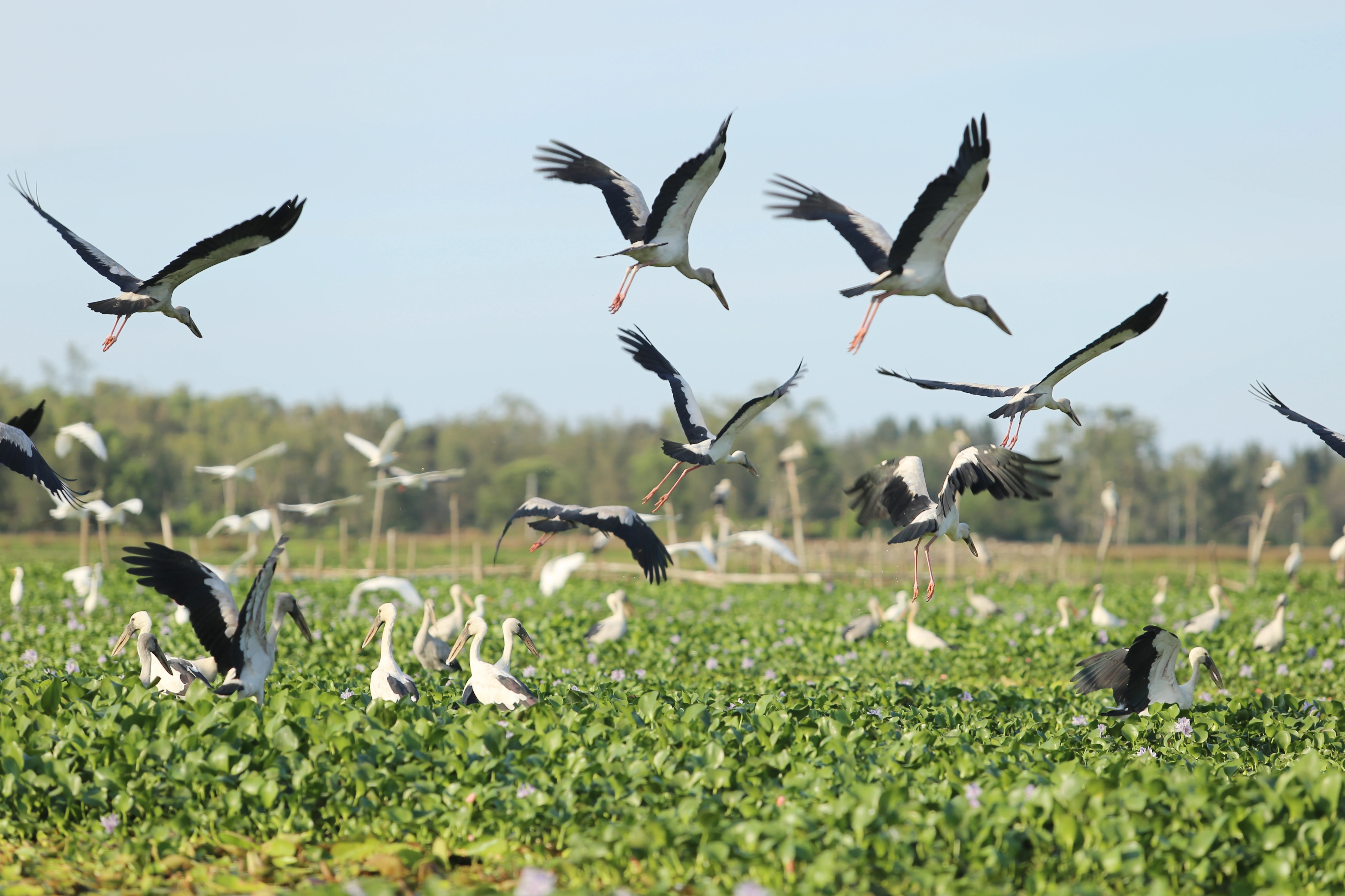 Khám phá hệ sinh thái ngập nước hiếm có giữa lòng thành phố Tam Kỳ - 6